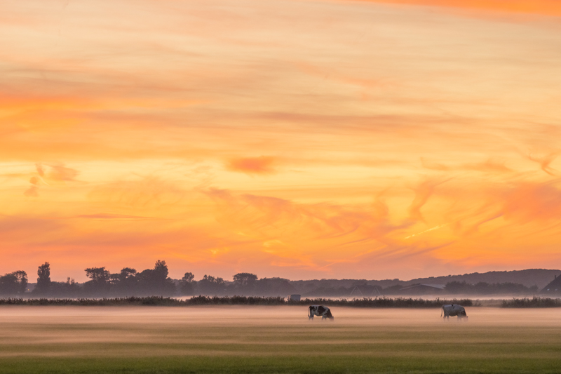 Foto van weiland met koeien zonsondergang Noord Holland