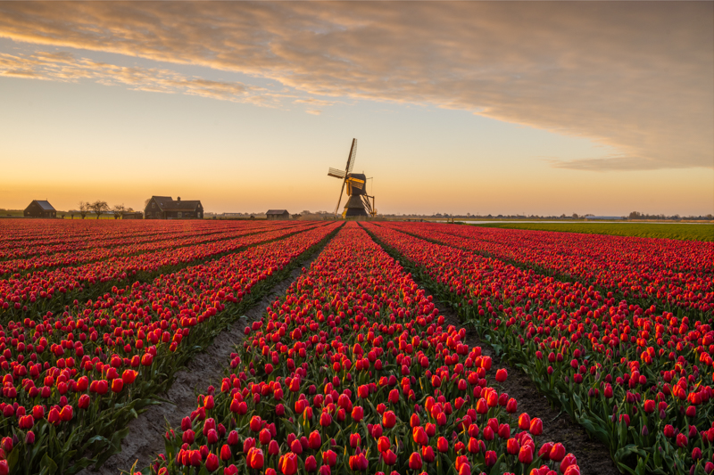 Foto van tulpen en molen Holland